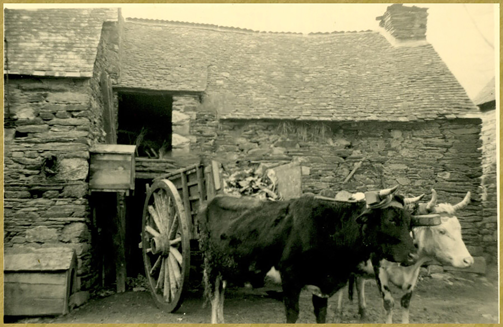 Attelage avec des vaches